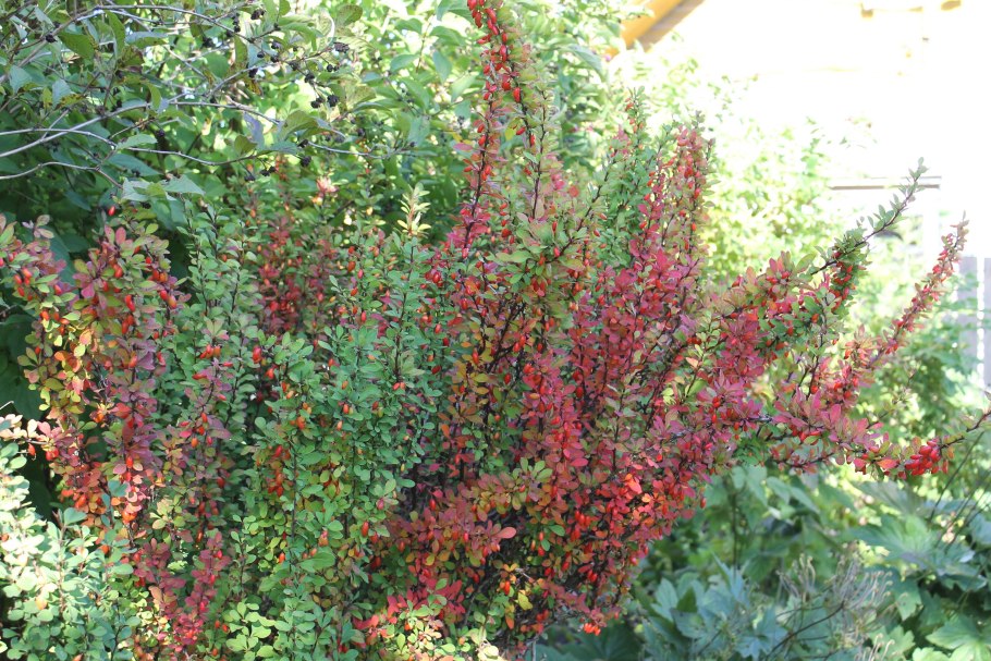 Барбарис Тунберга Атропурпуреа изгородь