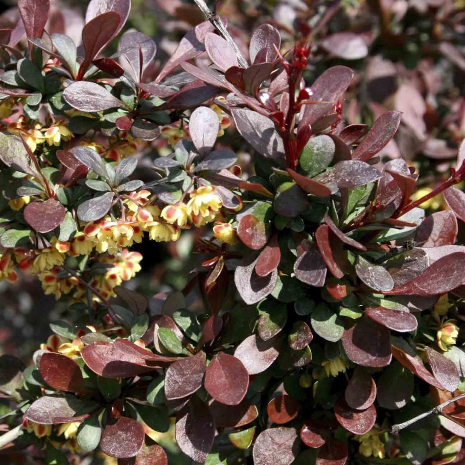 Berberis thunbergii (Барбарис Тунберга) 'Red Carpet'