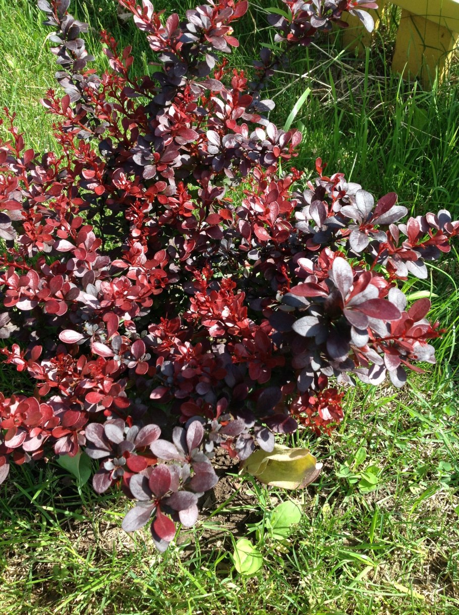 Барбарис Атропурпуреа