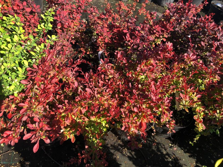 Барбарис Тунберга Лютин Руж