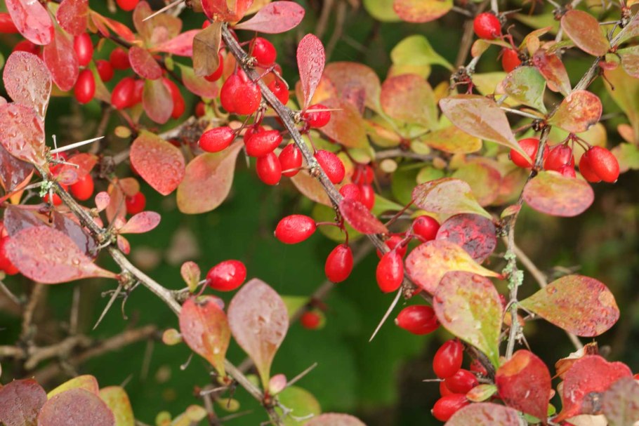 Барбарис куст