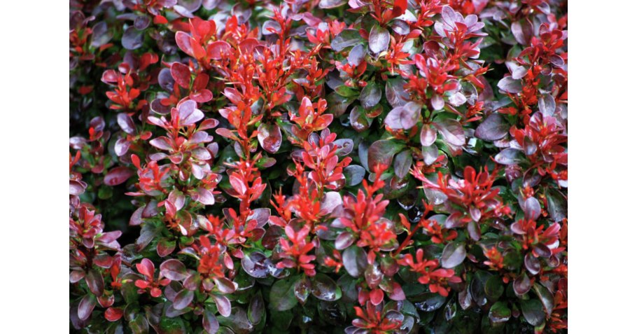 Барбарис (Berberis)