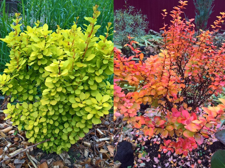 Барбарис обыкновенный ягоды