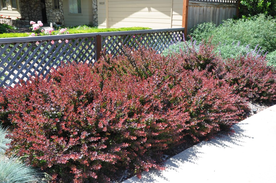 Барбарис thunbergii