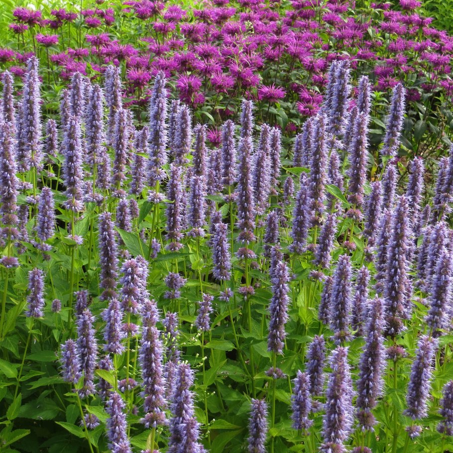 Многоколосник морщинистый, лофант