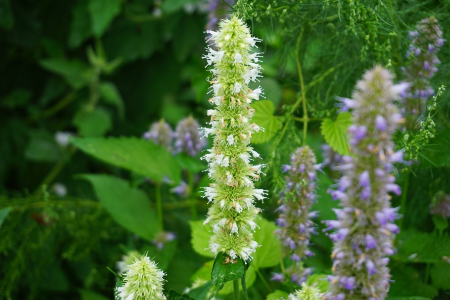 Лофант тибетский анисовый