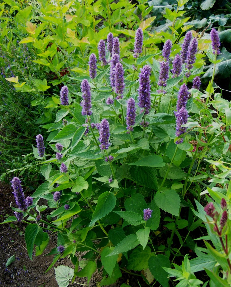 Лофант анисовый