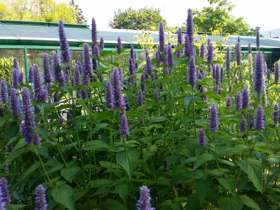 Лофант анисовый