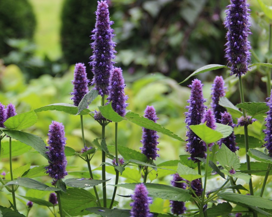 Лофант анисовый снежок