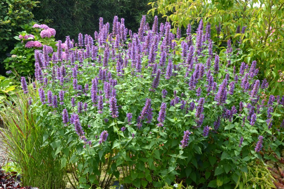 Лофант агастахе