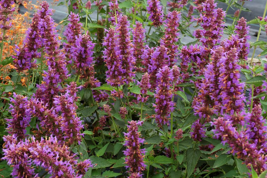 Лофант тибетский