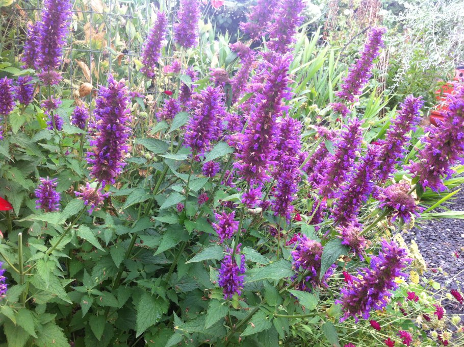 Лофант тибетский анисовый