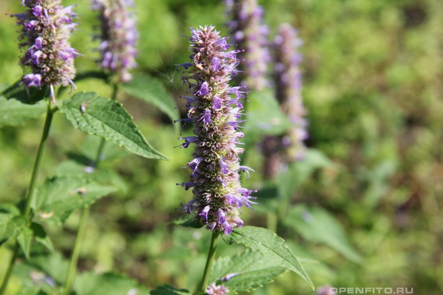 Лофант анисовый