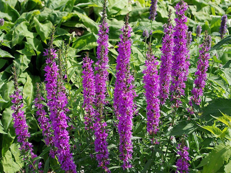 Лофант тибетский лофант тибетский