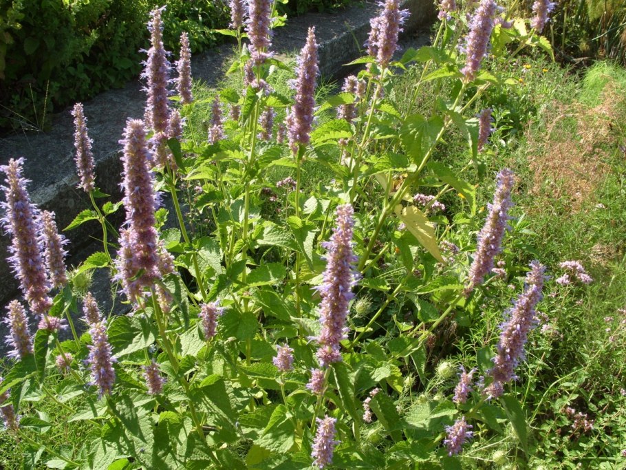 Лофант анисовый