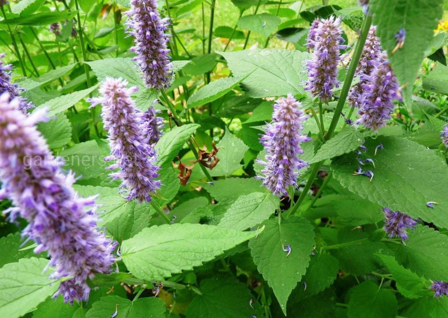 Лофант анисовый