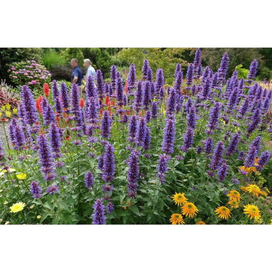 Лофант анисовый снежок