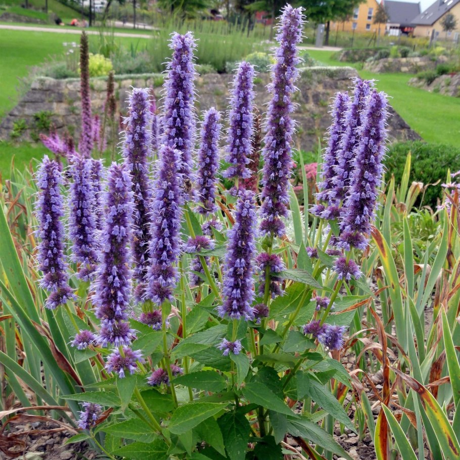 Мята Мексиканская лофант морская симфония