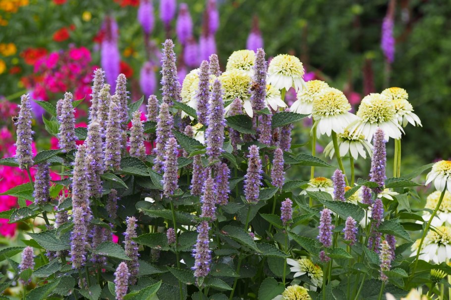 Лофант Агастахе