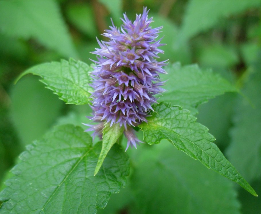Agastache rugosa (лофант тибетский