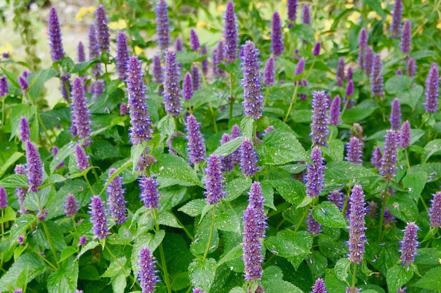 Лофант анисовый