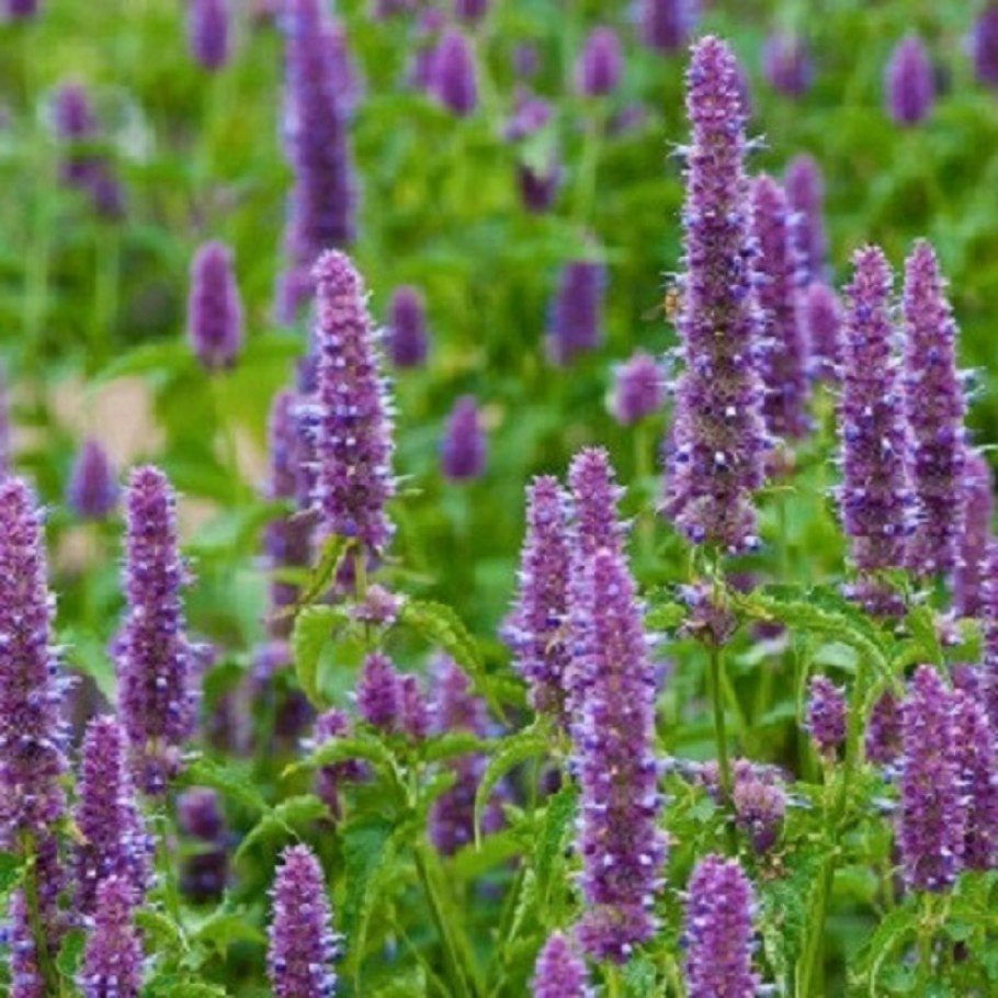 Лофант тибетский анисовый