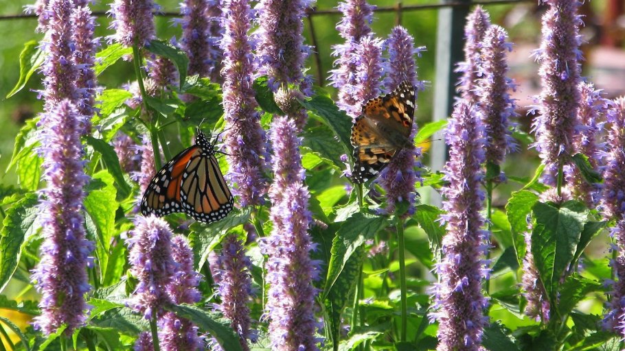 Лофант анисовый знахарь седек