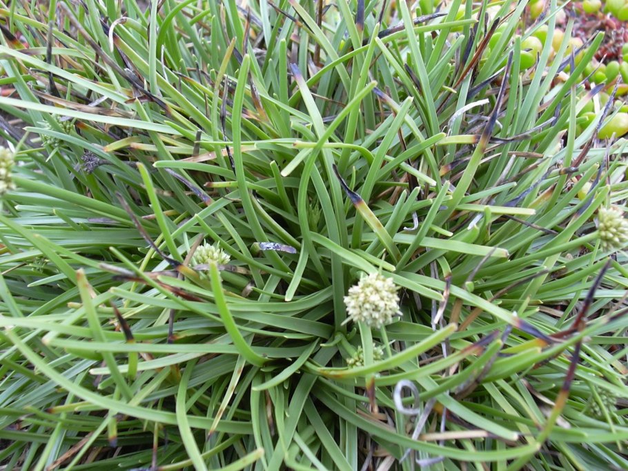 Isoёtes lacustris строение