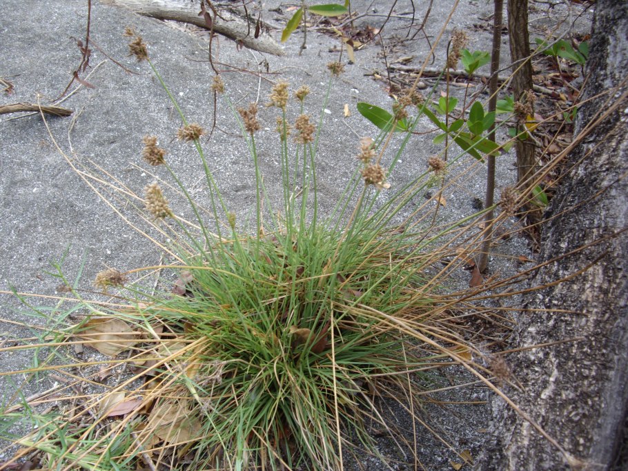 Плаун Баранец