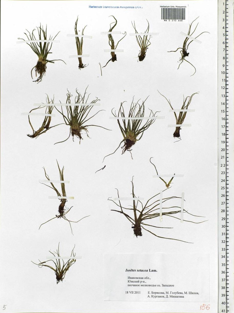 Фимбристилис Охотский фото