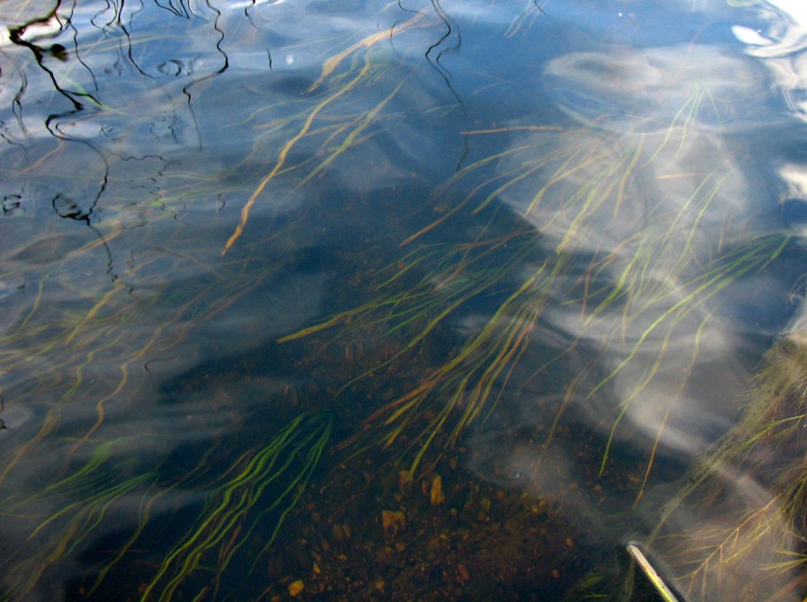 Рдест гребенчатый (potamogeton pectinatus)