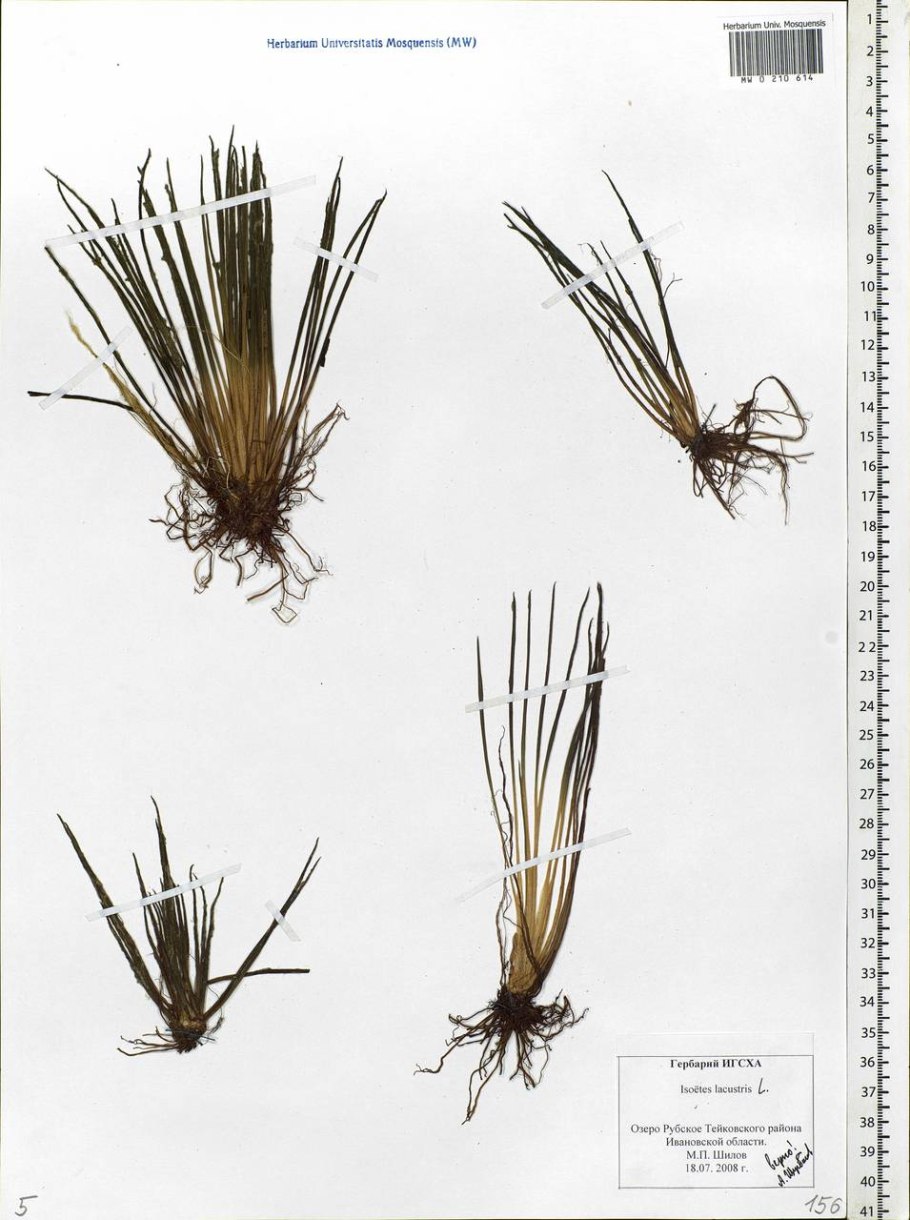 Isoetes lacustris