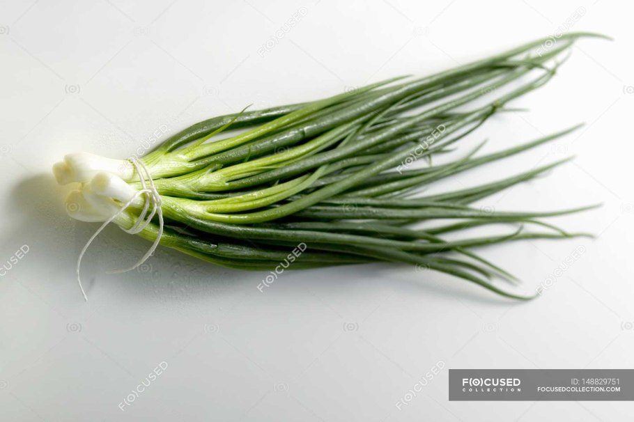 Isoёtes lacustris строение