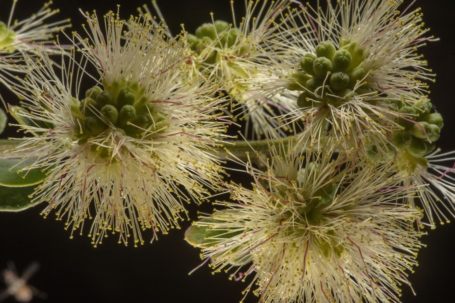 Манильский тамаринд