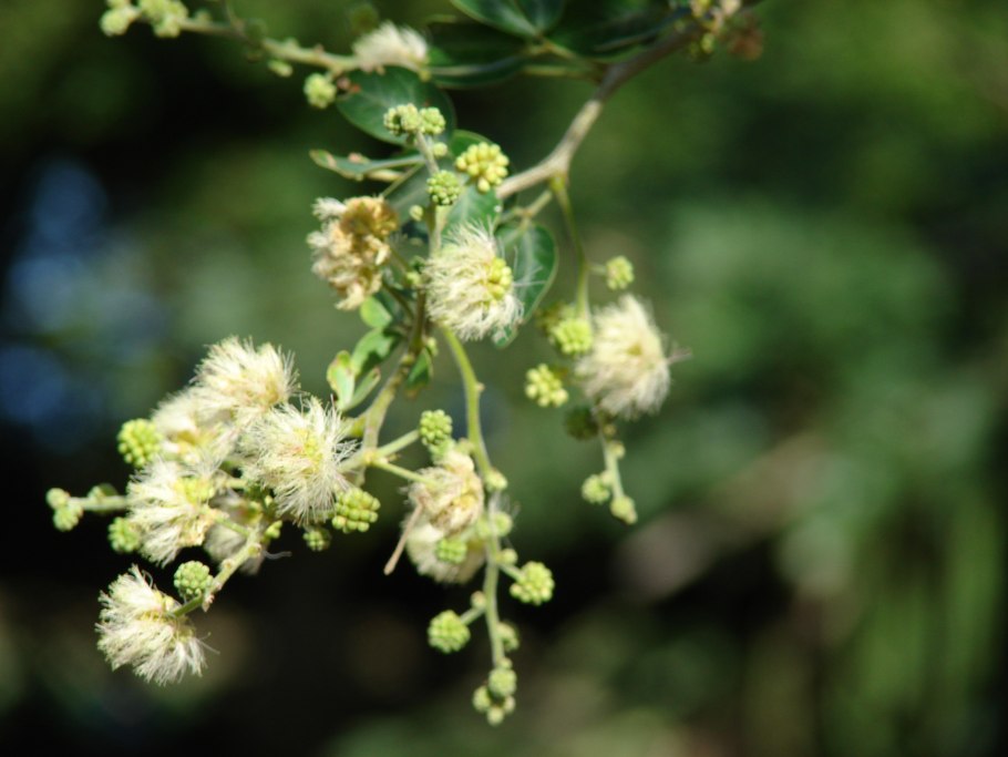 Pithecellobium Dulce