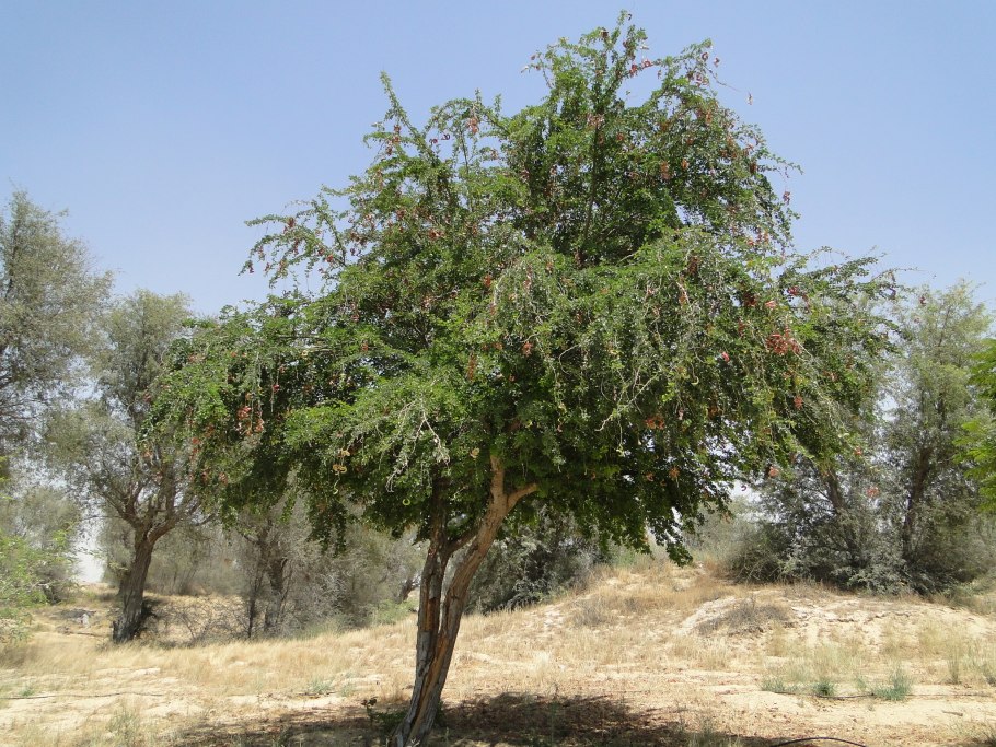 Манильский тамаринд