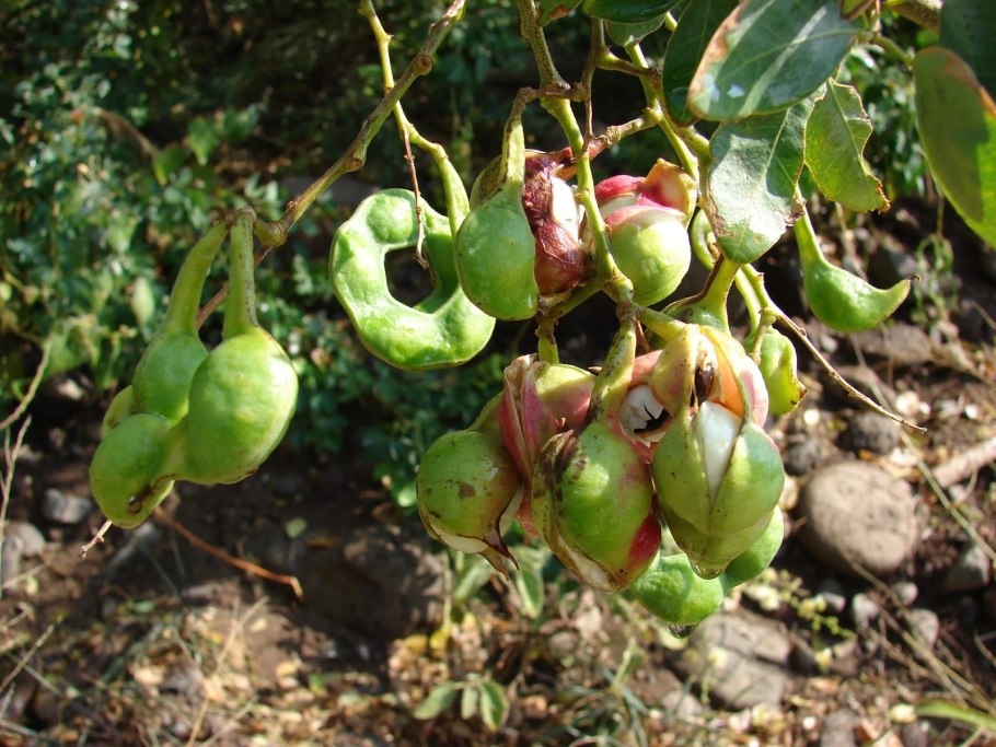 Pithecellobium Dulce (variegated)