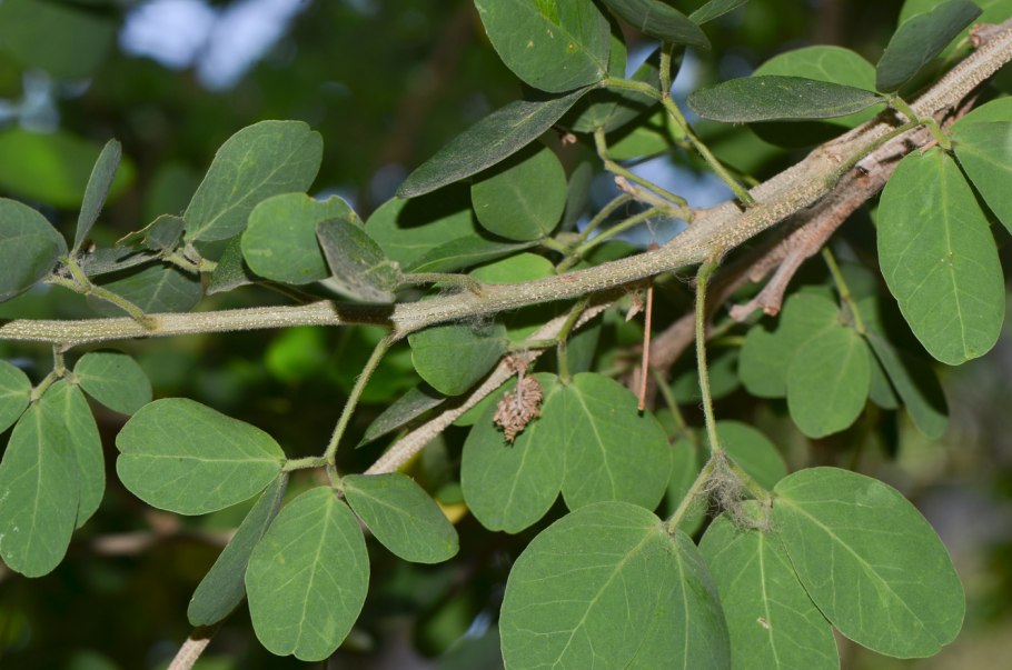 Питецеллобиум, манильский тамаринд