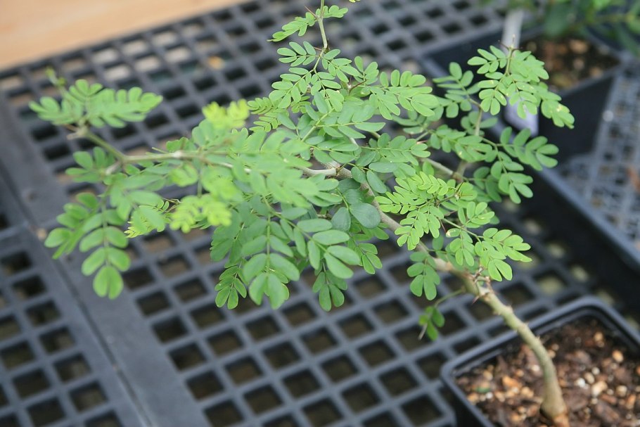 Дерево с коричневыми плодами