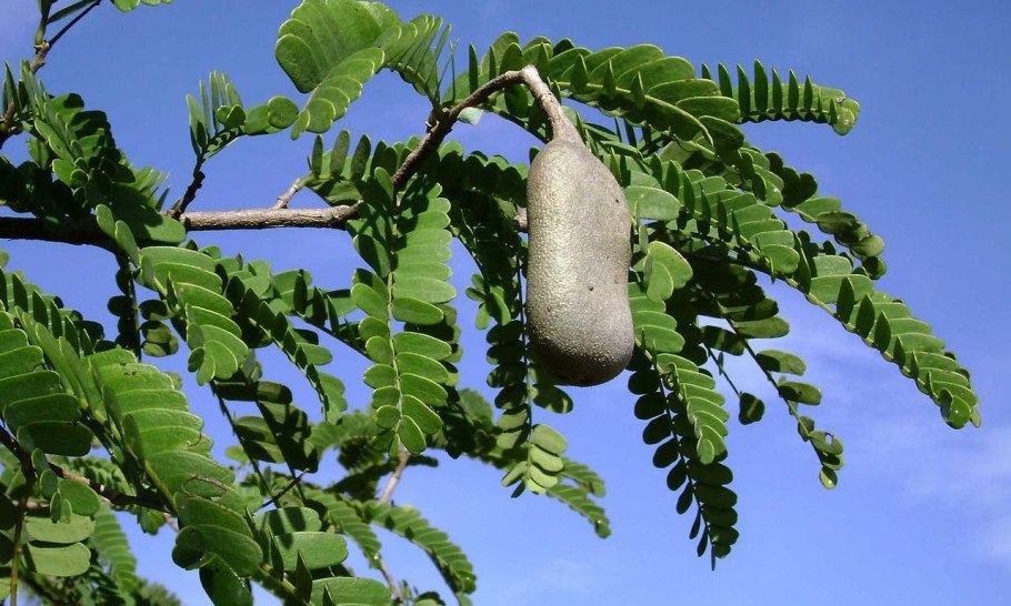 Тамаринд индийский