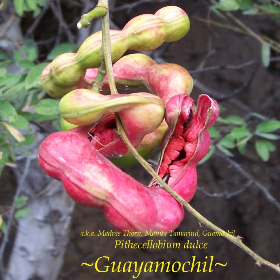 Испанский тамаринд