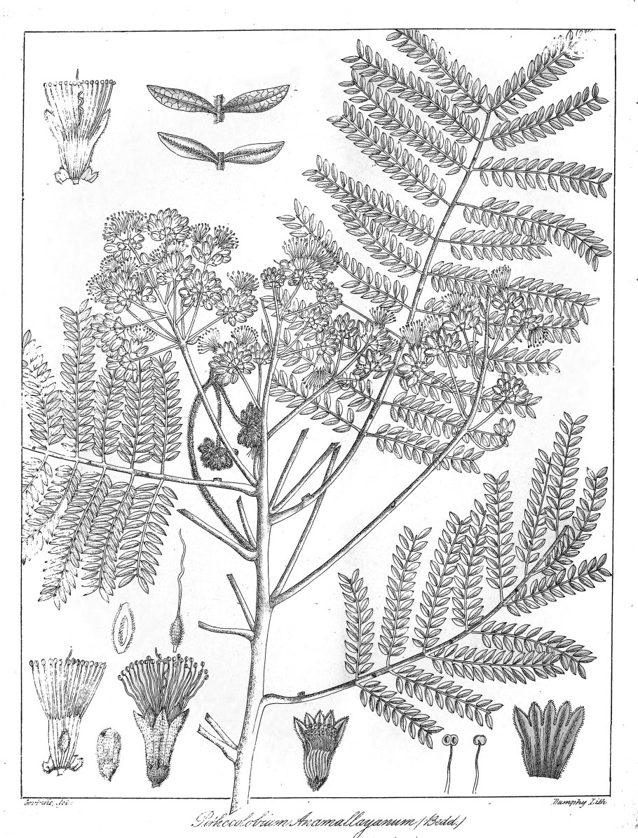 Pithecellobium Dulce (variegated)