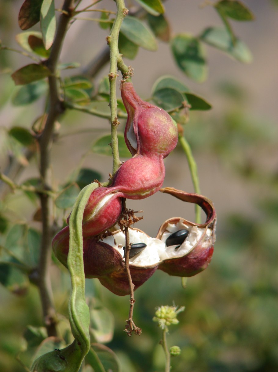 Дерево манильский тамаринд