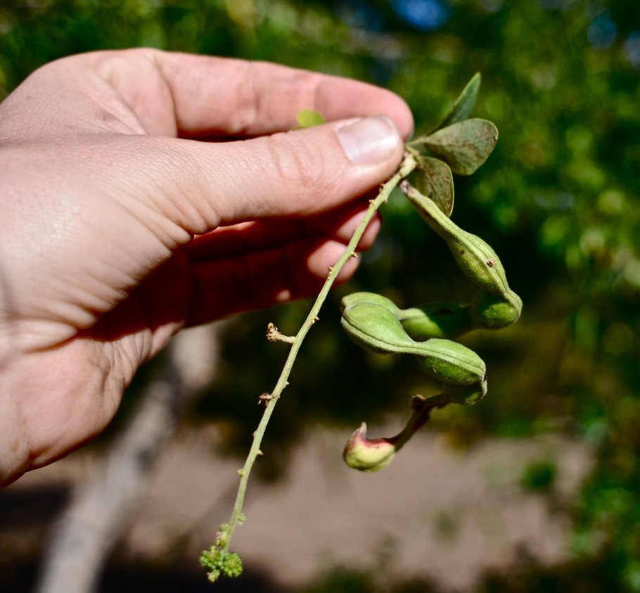 Питецеллобиум, манильский тамаринд