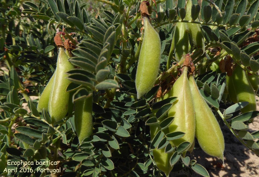 Маниламина