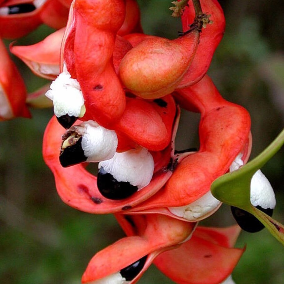 Манильский тамаринд