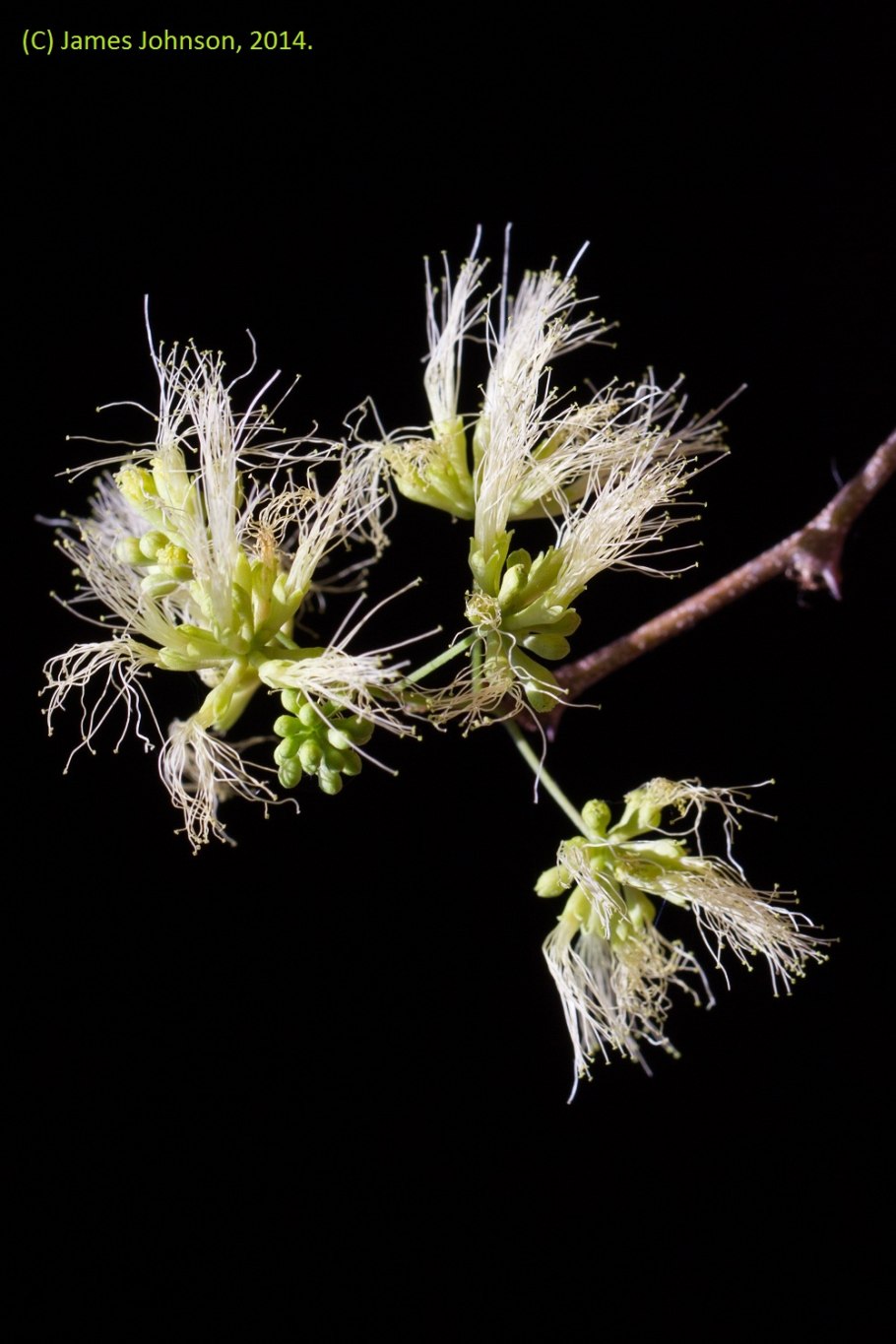 Pithecellobium Dulce (variegated)