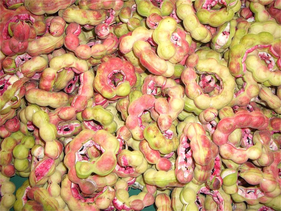 Тамаринд растение