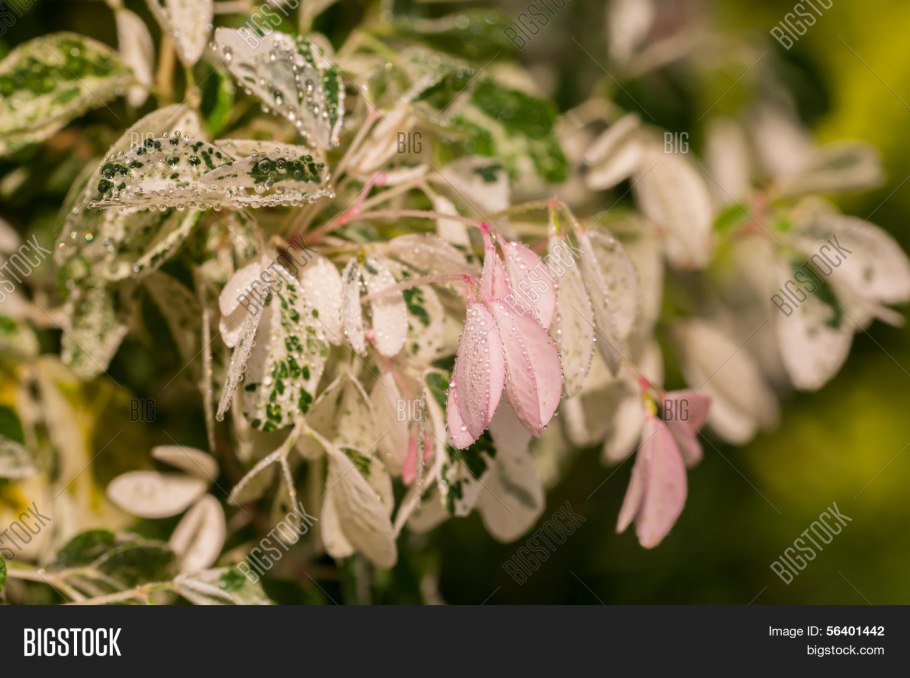 Питецеллобиум, манильский тамаринд