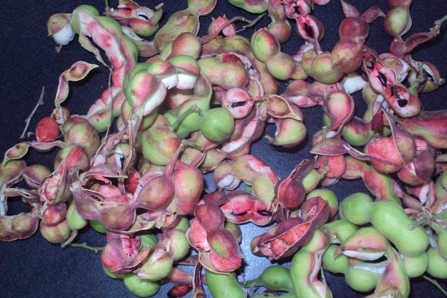 Тайский фрукт тамаринд